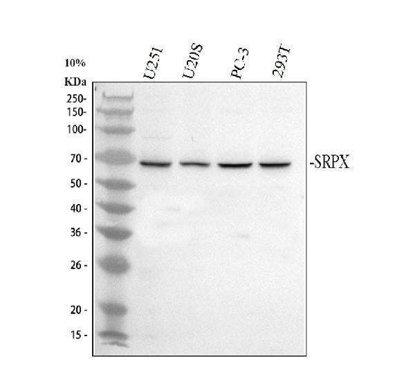 Anti-SRPX Antibody Picoband®