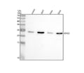 Anti-GINS3 Antibody Picoband®