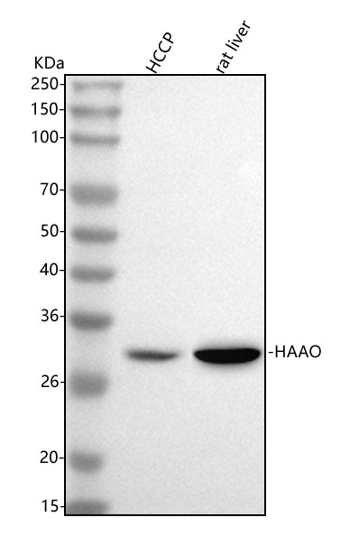 Anti-HAAO Antibody Picoband®