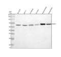 Anti-RARS2 Antibody Picoband®