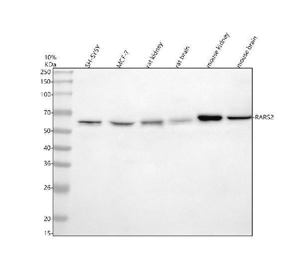 Anti-RARS2 Antibody Picoband®