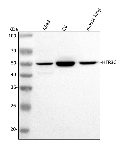 Anti-HTR3C Antibody Picoband®