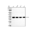 Anti-NDUFA10 Antibody Picoband®