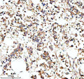Anti-PARP16 Antibody