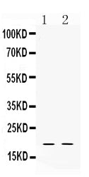 Anti-Alpha Defensin 1/DEFA1 Antibody Picoband®