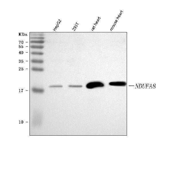 Anti-NDUFA8 Antibody Picoband®