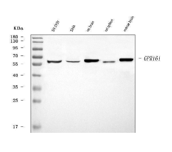 Anti-GPR161 Antibody Picoband®