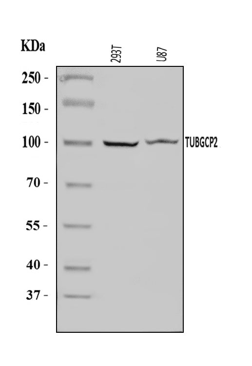 Anti-TUBGCP2 Antibody Picoband®