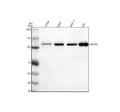 Anti-FAM29A/HAUS6 Antibody Picoband®