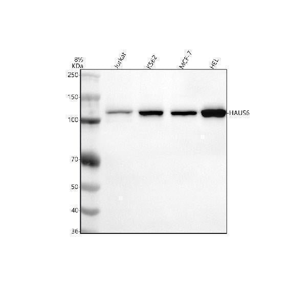 Anti-FAM29A/HAUS6 Antibody Picoband®