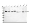 Anti-RNF25 Antibody Picoband®