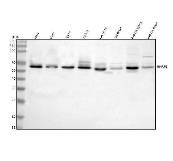 Anti-RNF25 Antibody Picoband®