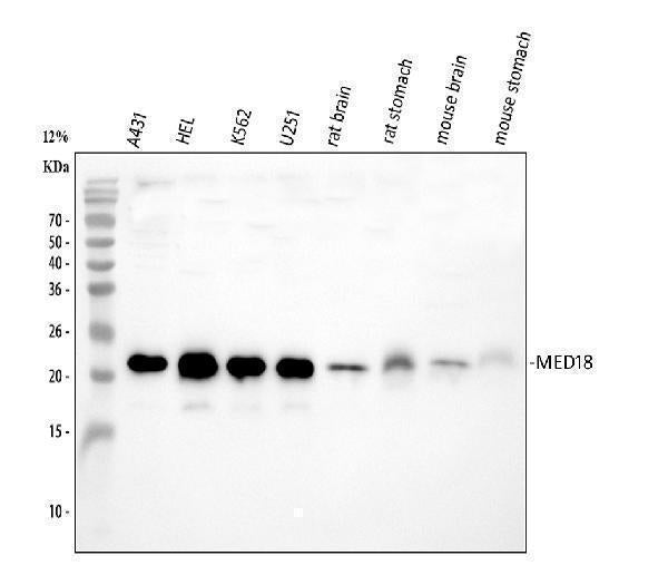 Anti-MED18 Antibody Picoband®