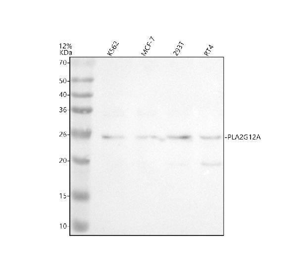 Anti-PLA2G12A Antibody Picoband®