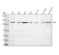 Anti-SMG8 Antibody Picoband®