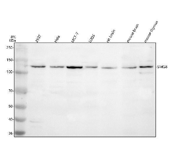 Anti-SMG8 Antibody Picoband®