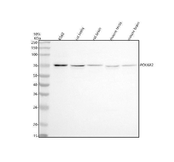 Anti-POU6F2 Antibody Picoband®