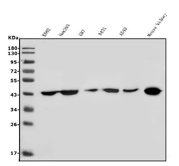 Anti-HOXD11 Antibody Picoband®