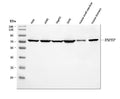 Anti-AP-B/RNPEP Antibody Picoband®