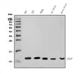 Anti-GNG7 Antibody Picoband®