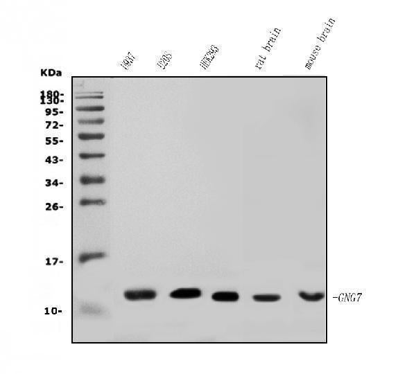 Anti-GNG7 Antibody Picoband®