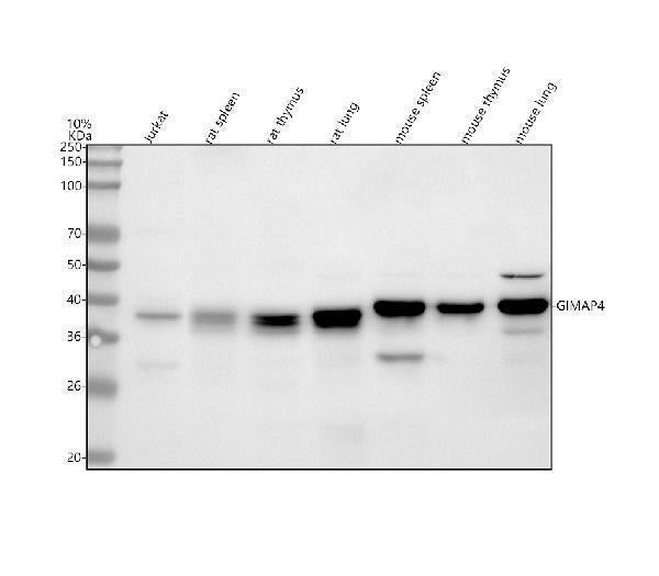Anti-GIMAP4 Antibody Picoband®