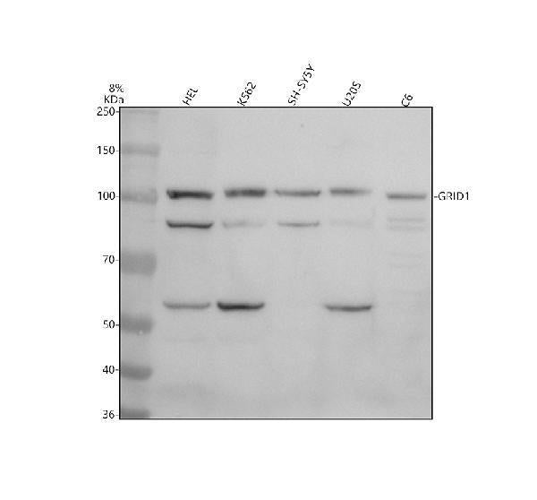 Anti-GRID1 Antibody Picoband®