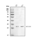 Anti-C21orf45/MIS18A Antibody Picoband®
