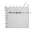 Anti-PTCD3 Antibody Picoband®