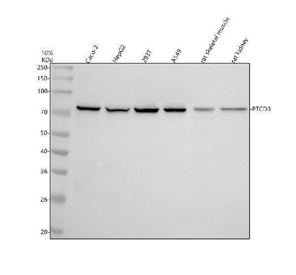 Anti-PTCD3 Antibody Picoband®