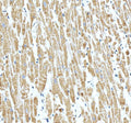 Anti-NDUFA7 Antibody Picoband®