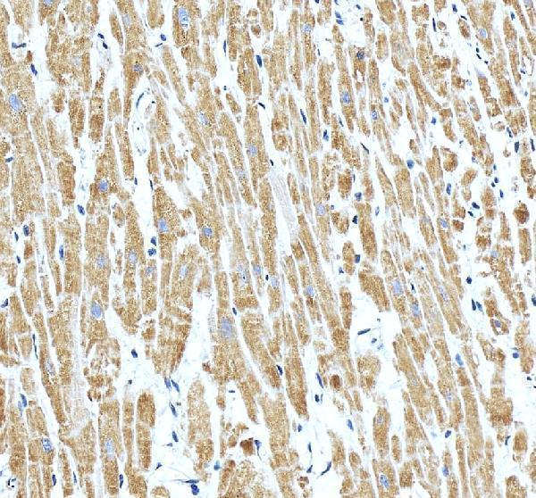 Anti-NDUFA7 Antibody Picoband®