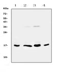 Anti-IL17B Antibody Picoband®