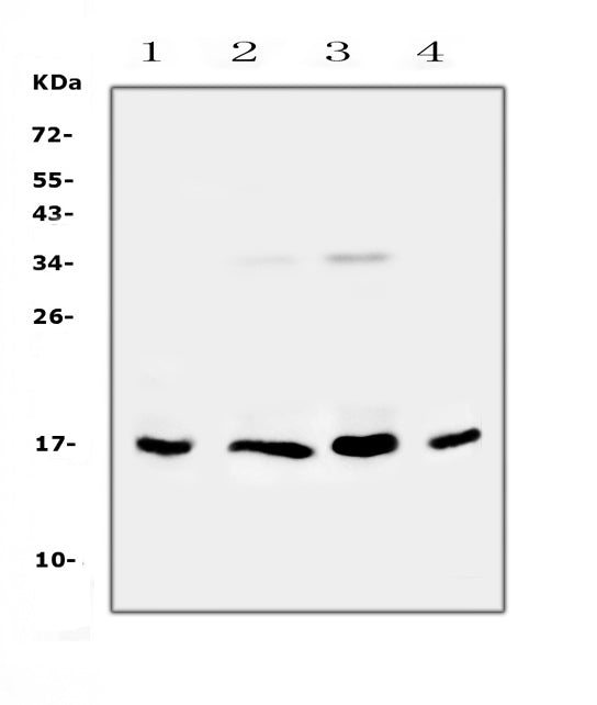 Anti-IL17B Antibody Picoband®