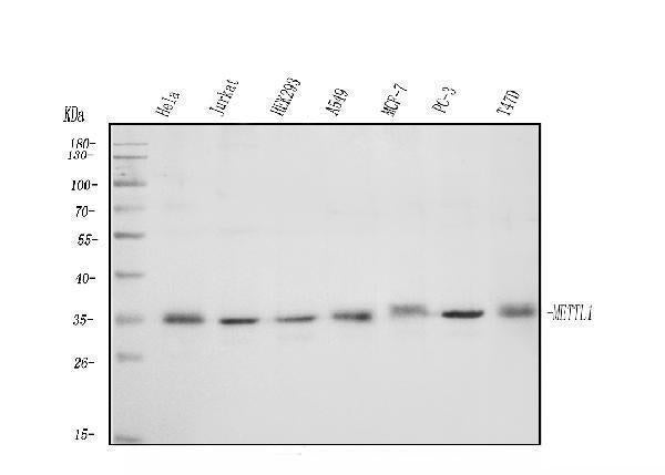 Anti-METTL1 Antibody Picoband®