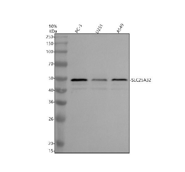 Anti-SLC25A32 Antibody Picoband®