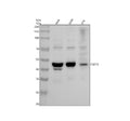 Anti-TUFT1 Antibody Picoband®