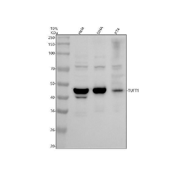 Anti-TUFT1 Antibody Picoband®