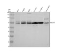Anti-TNFAIP2 Antibody Picoband®