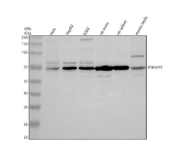 Anti-TNFAIP2 Antibody Picoband®