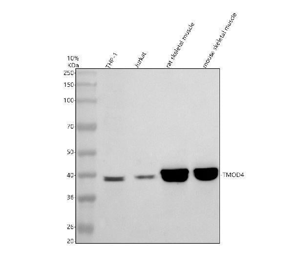 Anti-TMOD4 Antibody Picoband®