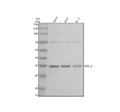 Anti-PDCL2 Antibody Picoband®