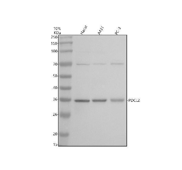 Anti-PDCL2 Antibody Picoband®