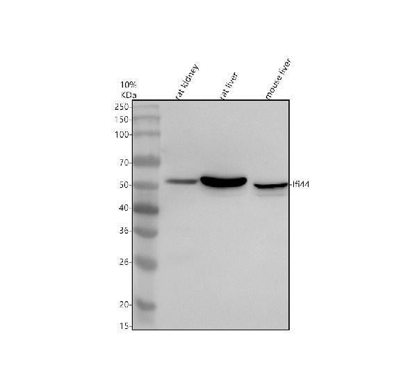 Anti-IFI44 Antibody Picoband®