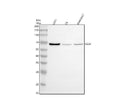 Anti-GGN Antibody Picoband®