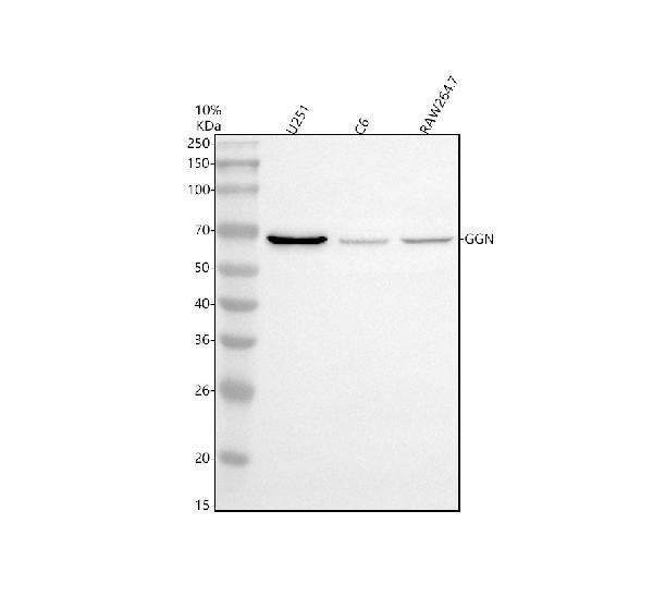 Anti-GGN Antibody Picoband®