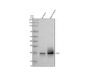 Anti-ODF1 Antibody Picoband®