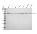 Anti-IVNS1ABP Antibody Picoband®