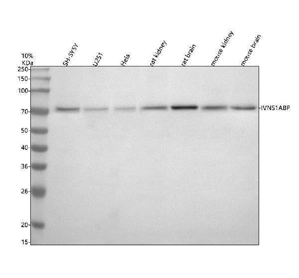 Anti-IVNS1ABP Antibody Picoband®