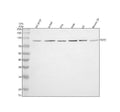 Anti-SV2C Antibody Picoband®